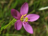 Centaurium littorale