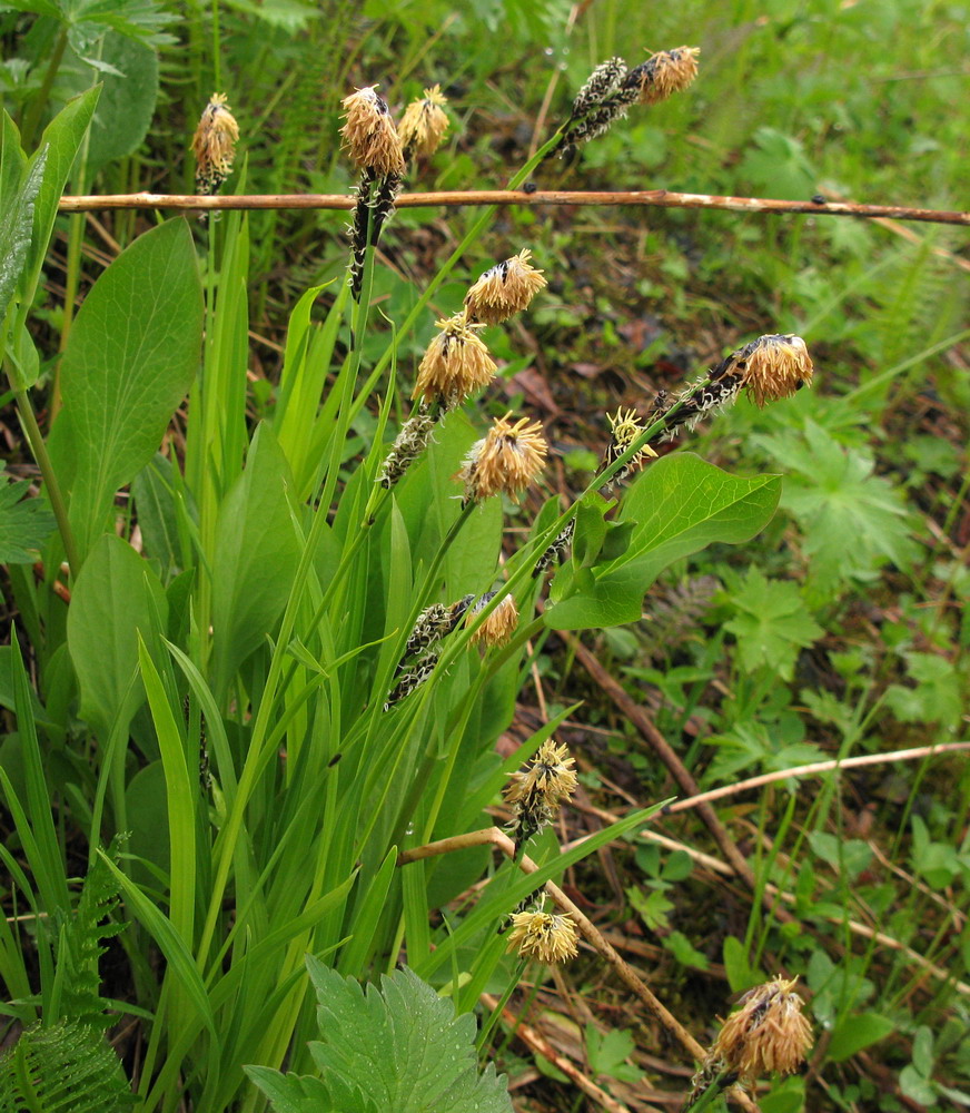 Изображение особи Carex altaica.