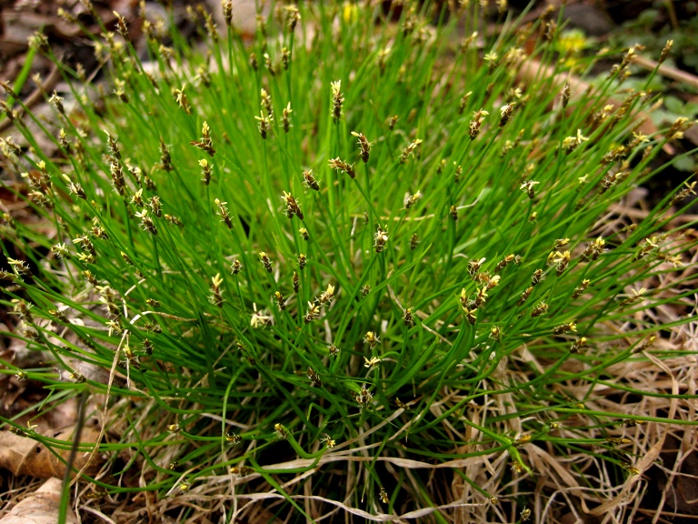 Изображение особи Carex capituliformis.