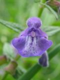 Scutellaria galericulata