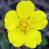 Potentilla humifusa. Цветок. Ростовская обл., Неклиновский р-н, Большенеклиновское с/п, дол. р. Сарматская. 13.04.2013.