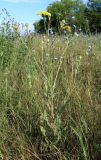 Crepis rhoeadifolia. Цветущее и плодоносящее растение. Ростовская обл., Азовский р-н, побережье Таганрогского залива в окр. косы Очаковская. 04.07.2012.