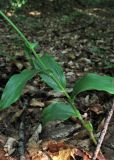 Epipactis muelleri