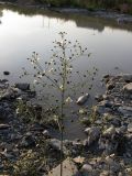 Alisma plantago-aquatica