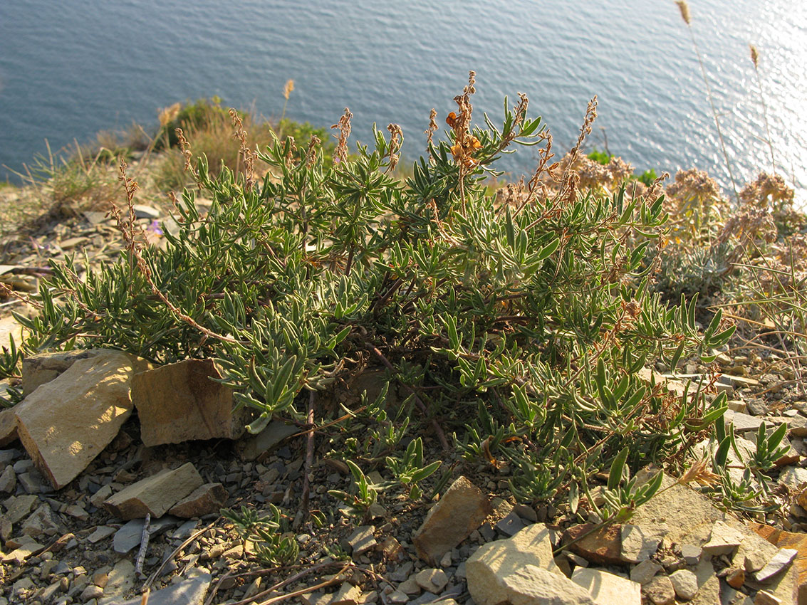 Изображение особи Veronica multifida.