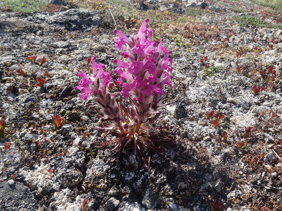 Изображение особи Pedicularis lanata.