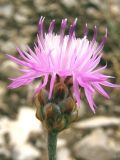 Centaurea sterilis. Цветок. Крым, Ю. склон г. Ай-Петри. 28 июня 2009 г.