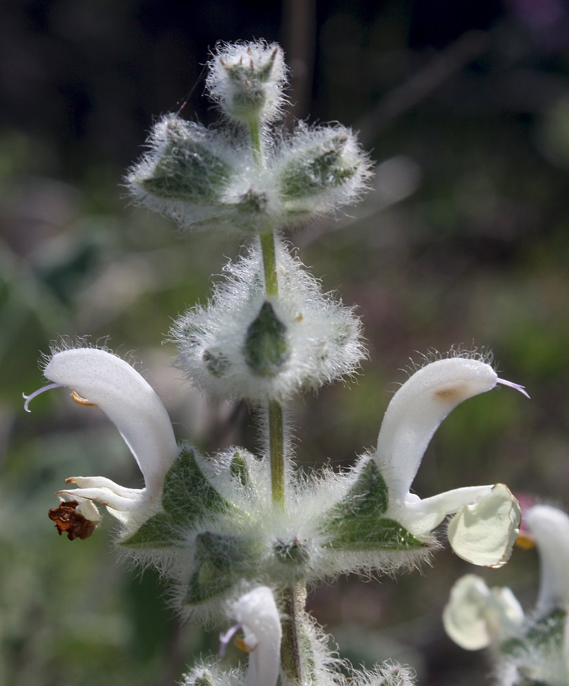 Изображение особи Salvia dominica.