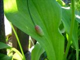 Allium ochotense