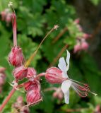 Geranium × cantabrigiense. Отцветающее соцветие ('Karmina'). Германия, г. Дюссельдорф, Ботанический сад университета. 04.05.2014.