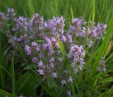 Thymus pulegioides. Соцветия. Курская обл., Поныровский р-н, с. Ольховатка, склон балки. 12 июня 2007 г.