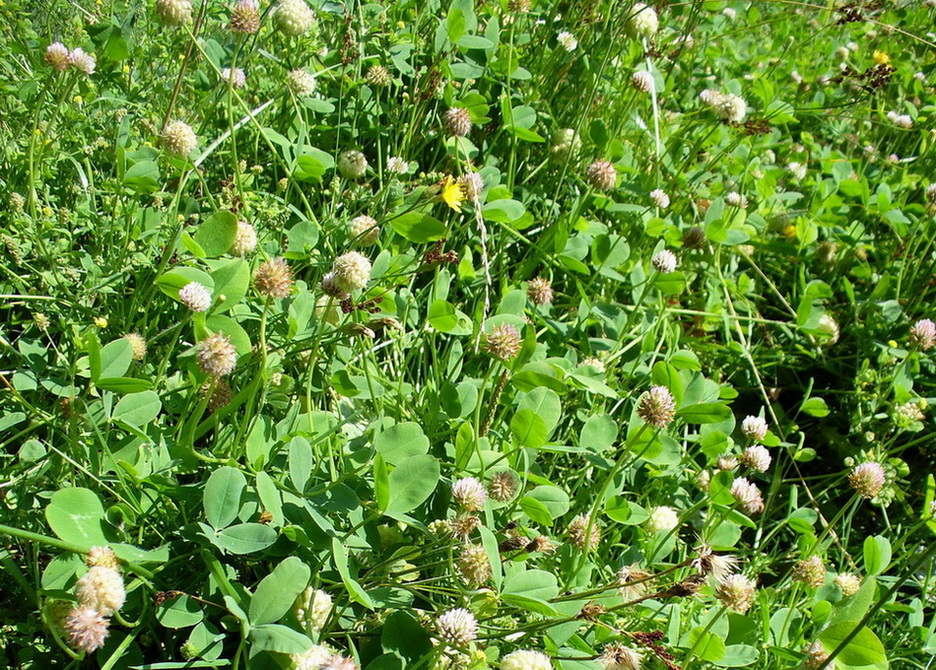 Изображение особи Trifolium fragiferum.