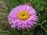 Erigeron altaicus. Соцветие. Восточный Казахстан, Южный Алтай, Маркакольская котловина, пер. в долину Холодная. 29 июня 2012 г.