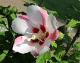 Hibiscus syriacus