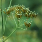 Anthriscus sylvestris. Соплодие. Белгородская обл., окрестности пос. Борисовка, \"Лес на Ворскле\", пойменный луг. 29.06.2009.