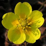 Potentilla fragarioides