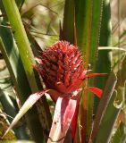 Ananas comosus