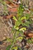 Pedicularis mandshurica. Верхушка цветущего растения. Приморский край, Находкинский городской округ, окр. пос. Врангель, верховья пади Шепалова, в сухом дубовом лесу. 10.05.2015.