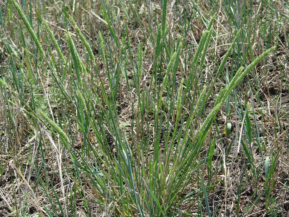 Изображение особи Phleum phleoides.