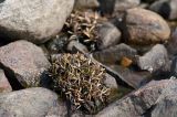 Plantago подвид subpolaris