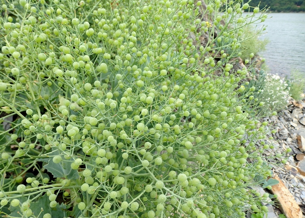 Изображение особи Crambe maritima.