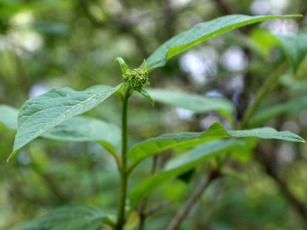 Image of Syringa emodi specimen.