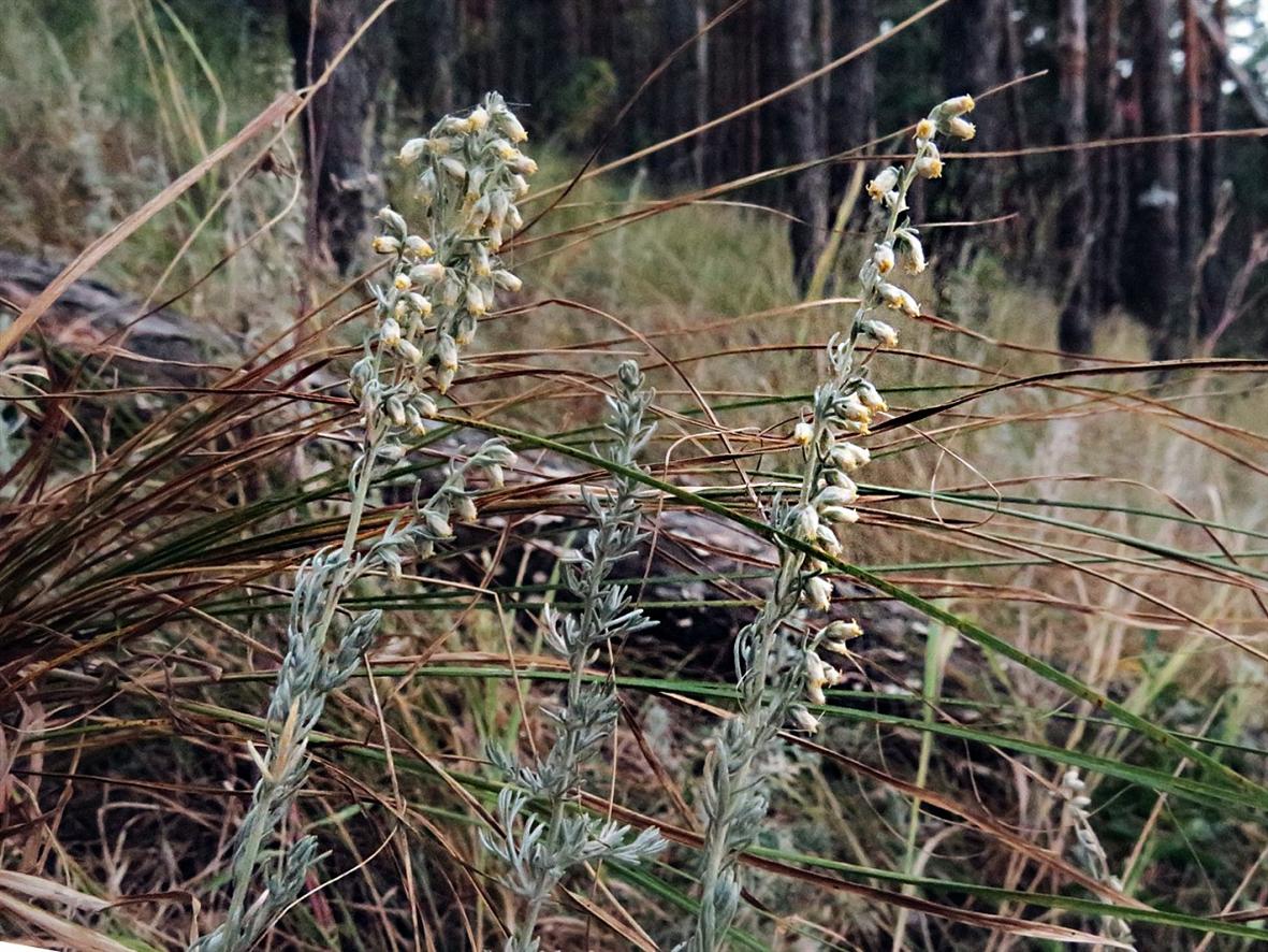 Изображение особи Artemisia austriaca.