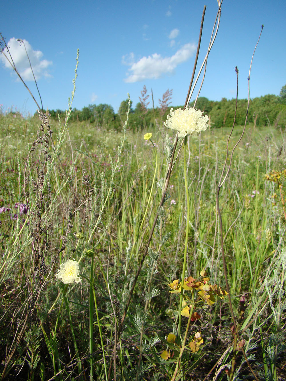 Изображение особи Scabiosa ochroleuca.