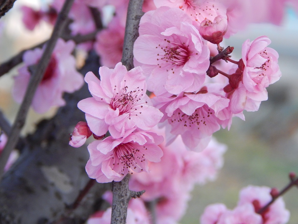 Изображение особи Prunus serrulata.