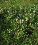 Salix rhaetica