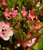 Begonia &times; hortensis