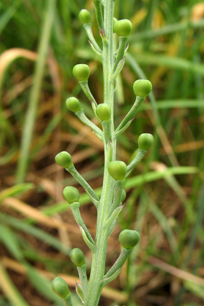 Image of Fumaria officinalis specimen.