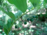 Polygonatum glaberrimum