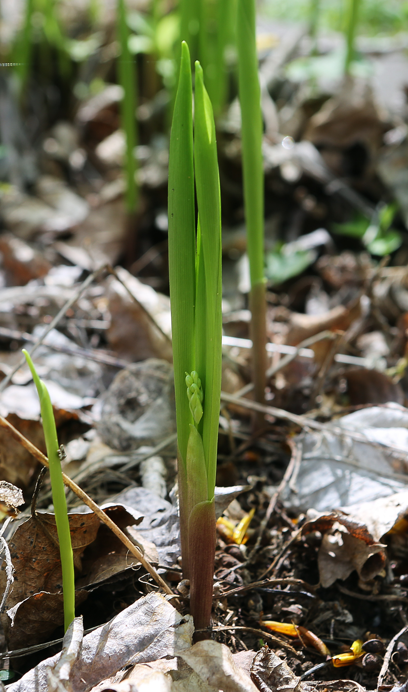 Изображение особи Convallaria majalis.