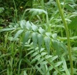 Polemonium caeruleum