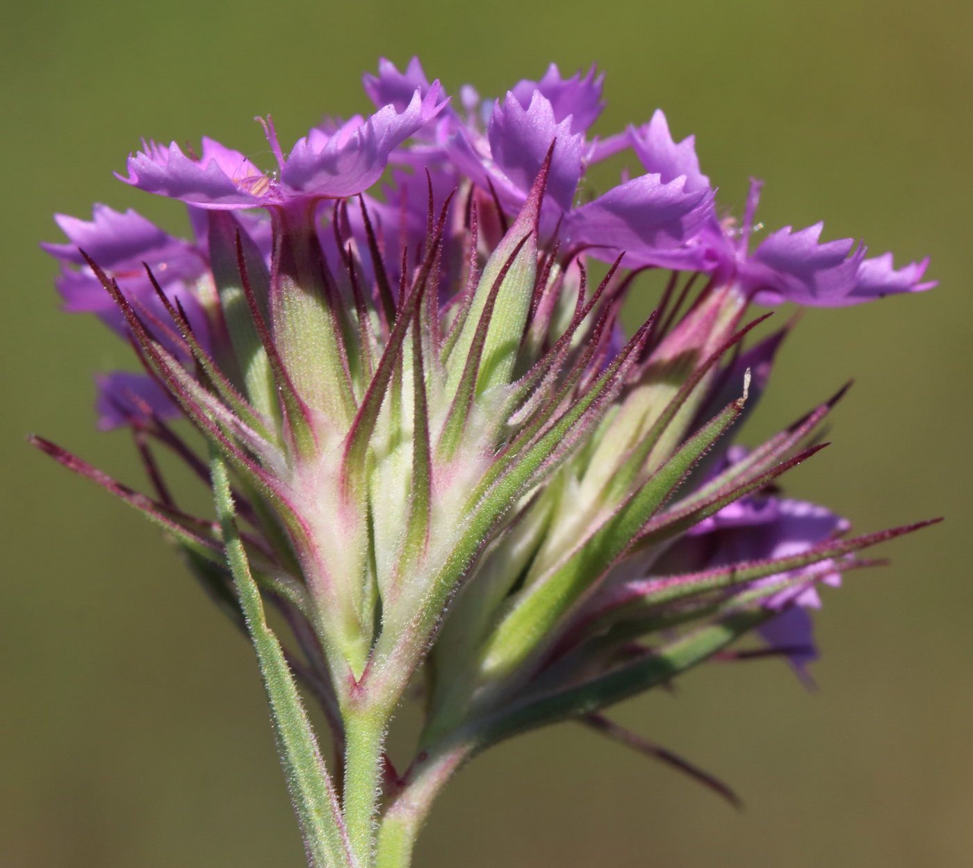 Изображение особи Dianthus pseudarmeria.