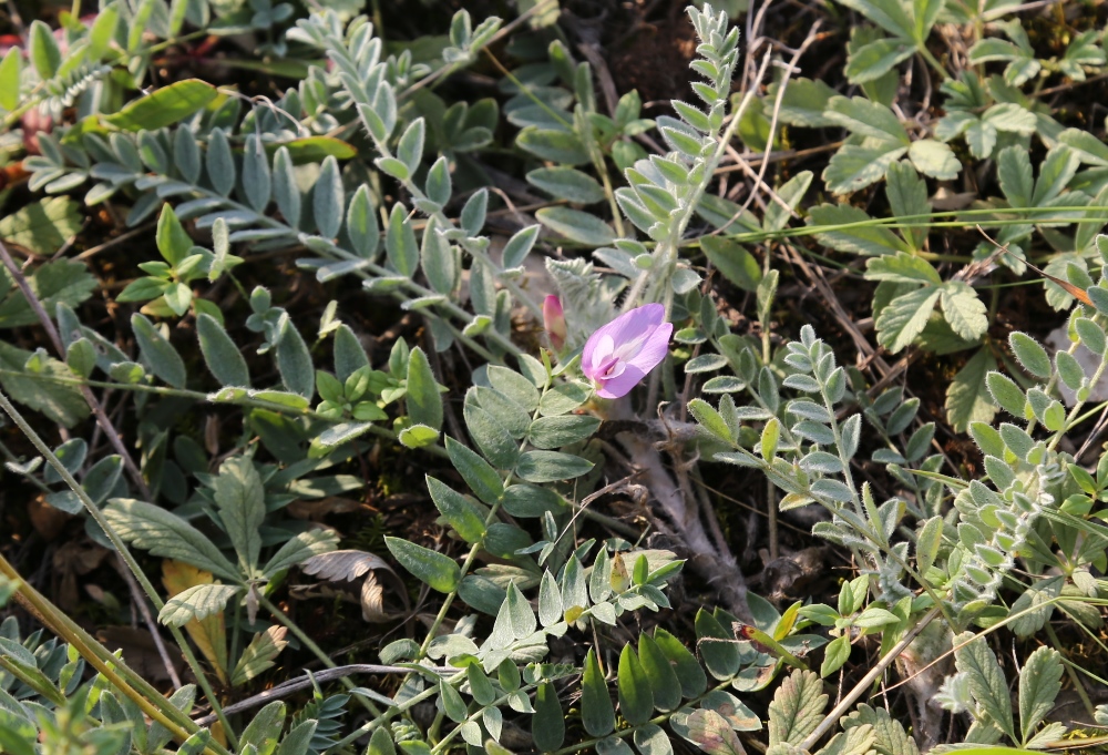 Изображение особи Astragalus testiculatus.