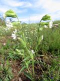 Silene dichotoma