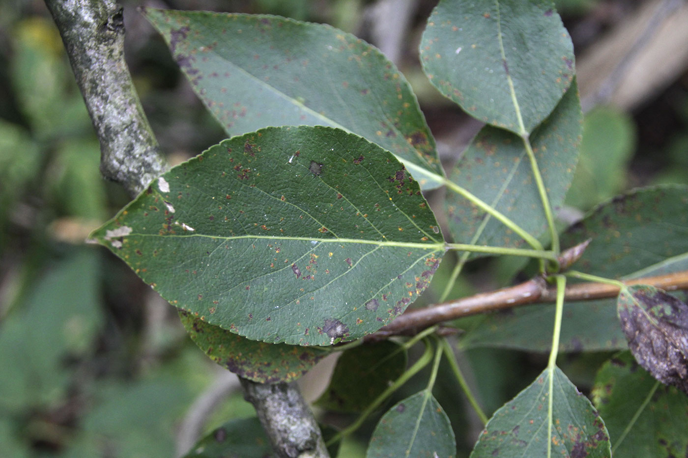Изображение особи Populus trichocarpa.