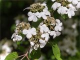 Viburnum plicatum. Часть ветви с соцветиями. Грузия, Аджария, с. Мцване-Концхи, Батумский бот. сад, в культуре. 09.05.2017.