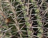 Ferocactus recurvus