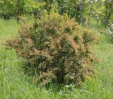 Spiraea &times; vanhouttei