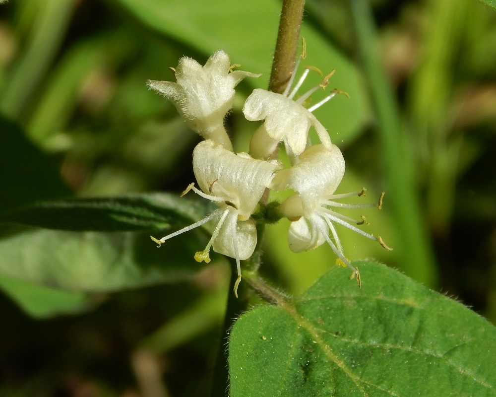 Изображение особи Lonicera xylosteum.