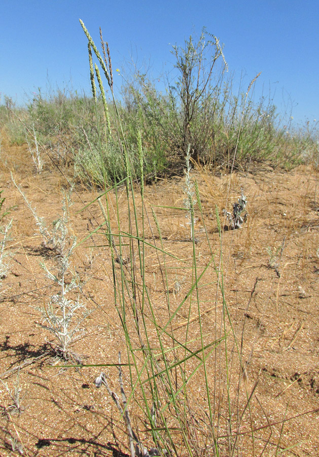 Изображение особи Agropyron fragile.