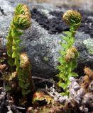 Dryopteris fragrans. Разворачивающиеся вайи. Магаданская обл., окр. г. Магадан, побережье бухты Нагаева, Морпортовская сопка, курумник. 28.05.2017.