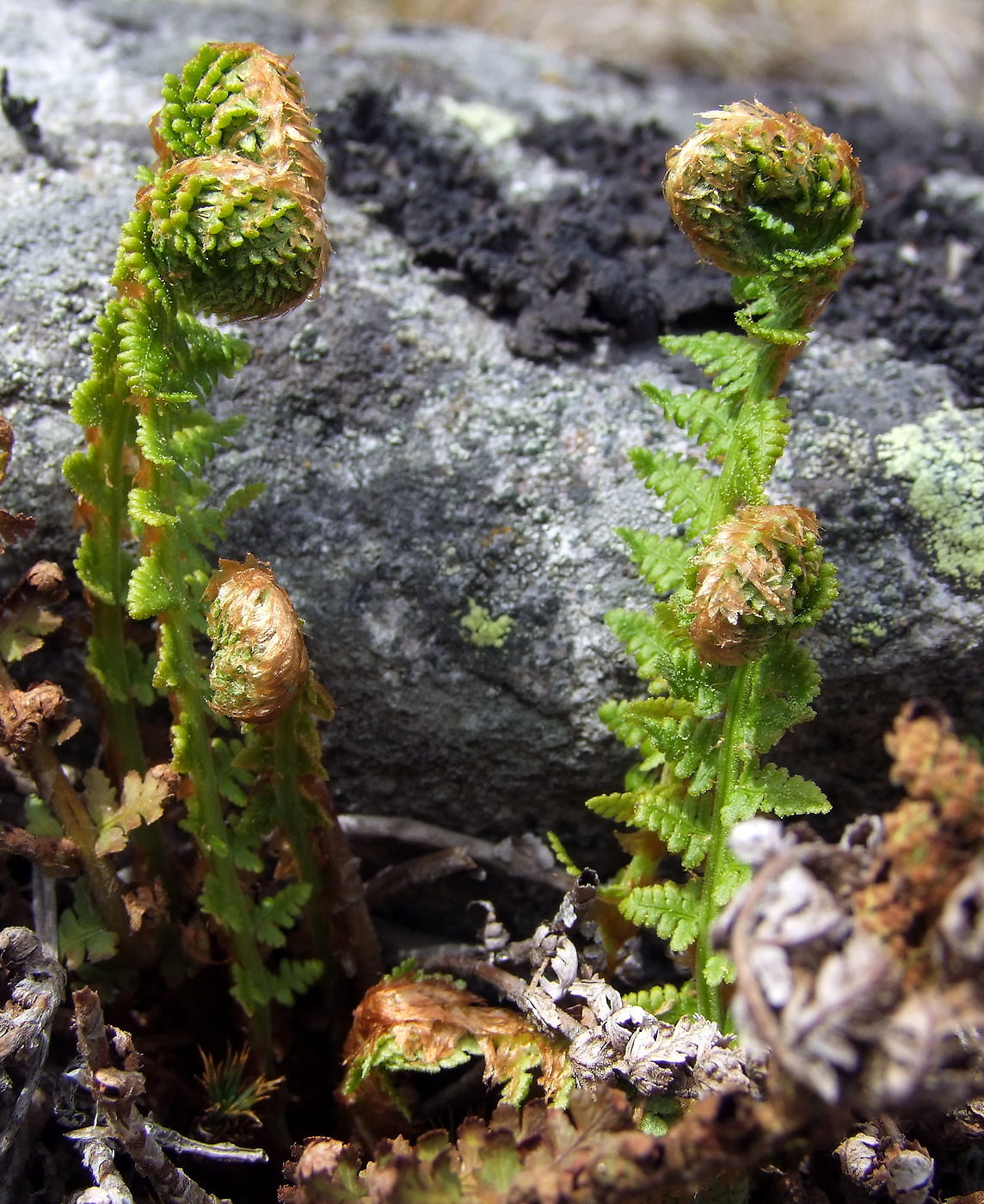 Изображение особи Dryopteris fragrans.