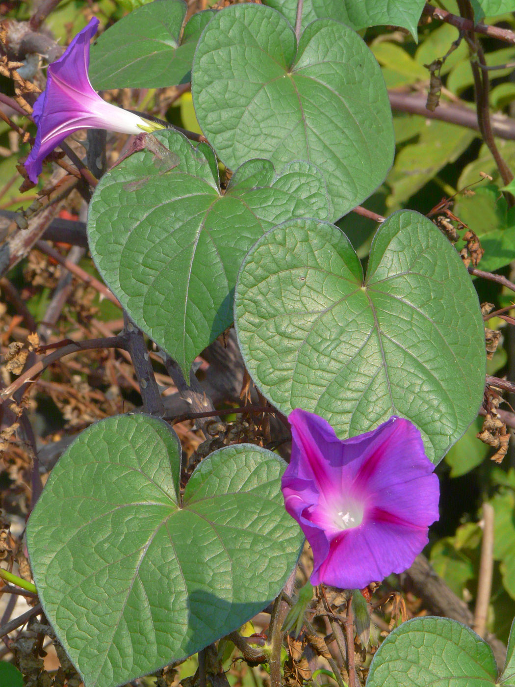 Изображение особи Ipomoea purpurea.