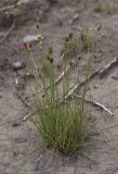 Juncus triglumis. Отцветающее растение. Республика Алтай, Кош-Агачский р-н, Северо-Чуйский хребет, берег р. Актру. 14.08.2018.