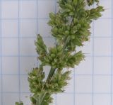 Setaria verticillata