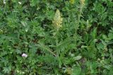 Pedicularis condensata. Цветущее растение. Грузия, Душетский муниципалитет, окр. оз. Голубое Абуделаури, склон морены, луг. 01.08.2018.